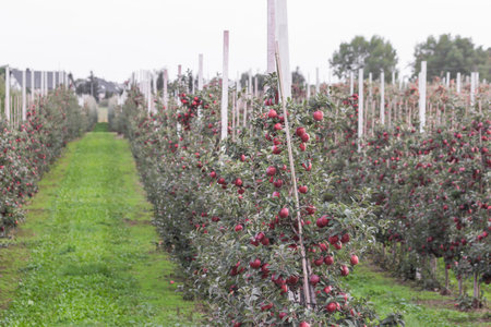 Rows of young apple trees fixed on poles growing in orchard or on apple farm. Red ripe apples ready...
