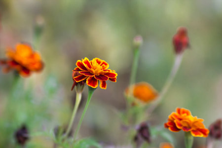 Blooming marigold flowers with orange and red petals on the green nature background. Native ukrainian tagetes flowers.の写真素材