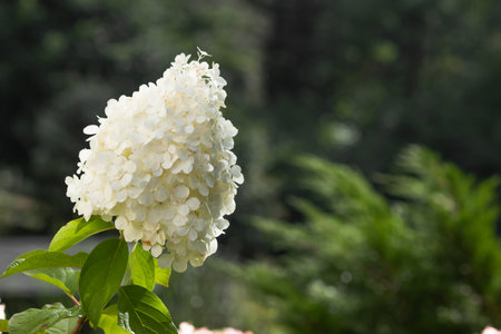 White flowering hydrangea paniculata flower in drops after rain. Green bush of hydrangea flower in autumn garden.の写真素材