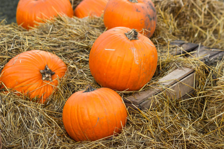 Ripe orange autumn pumpkins lies in wooden baskets with straw, on hay bales on a farmers market for Halloween carving.の写真素材