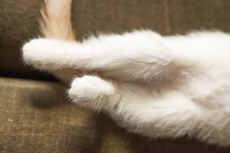 Belly, hind legs and tabby tail of white kitten lying on the back. Young cat take a nap, sleeping in...