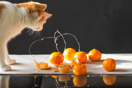 White and ginger cat looking on string of lights and tangerine fruits on the black background. The concept of New Year and Christmas holidays. Playful cat hunts a lights of garland. domestic animals.の写真素材