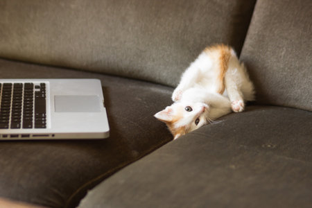 Cute white and ginger kitten resting on the back near a laptop keyboard. Playful young cat lying upside down on a couch. Concept of remote work and deadline, online education. shopping online.の写真素材