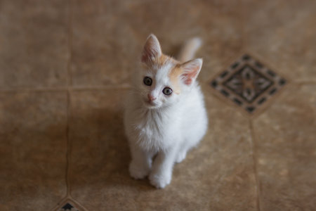 Curiosity white little kitten with red head sitting on the floor and looking at camera. Adoption cats from shelter.の写真素材