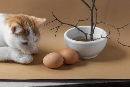 Curiosity red and white cat smelling and playing with two brown eggs on beige background. Eco decor for Easter holiday.の写真素材