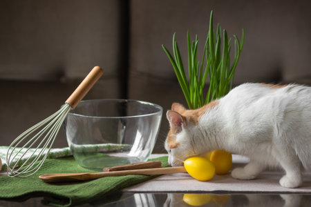 Curiosity red and white cat smelling eggs on kitchen table. Prepare for cooking breakfast with ecology kitchen utensils.の写真素材