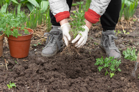 Female hands in gloves replanting flower from pots to the soil. Gardener senior woman planting chrysanthemum flowers.の写真素材