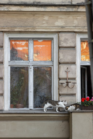 Two domestic cats sitting on a window in cozy european house decorated with beautiful red and pink geranium flowers.の写真素材