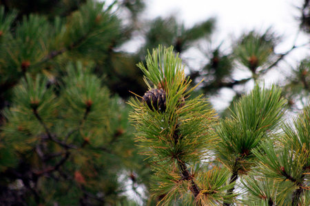 Cedar branches with the cone.の写真素材