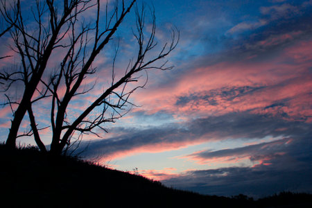 The filling-up wood at sunset.の写真素材