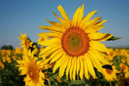 The sunflower grows in the field.の写真素材
