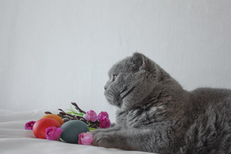 Easter eggs: red, gold and green with willows, flowers on a white background with a gray cat profile. Photo for your design.の写真素材