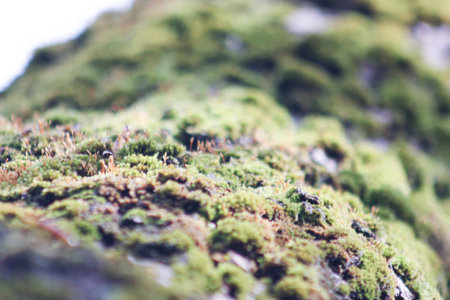 Moss on a tree. The city from a moss photo for your design.