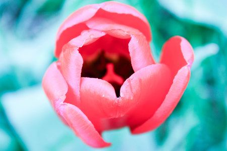 Red flower among the green grass. core. bud. Photo for your designの写真素材
