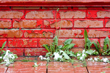 A retro brick wall with dandelions in the snow. Photo for your design.の写真素材