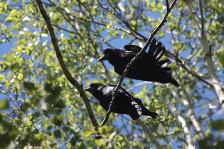 Crows in a tree. Two crows husband and wife. Photo for your designの写真素材
