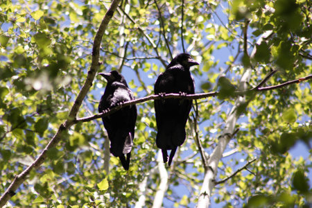 Raven view from below. Two friends. Tough paws on the rod. Photo for your designの写真素材