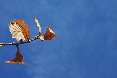 Oak leaves. Autumn. Against the background of the blue sky. The first of September. academic year. Contrast photo for your designの写真素材