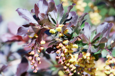 Flowers and a bee collecting honey. Beautiful and beautiful. Bunches hang down. Honey. Photo for your designの写真素材
