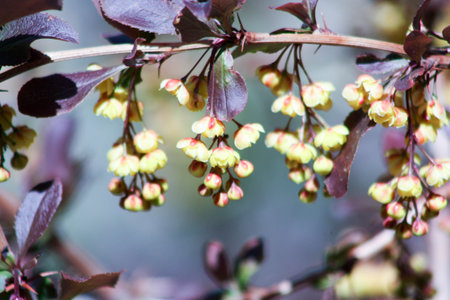 The flowers are beautiful and beautiful. Bunches hang down. Honey. Photo for your designの写真素材