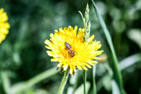 Flowers are yellow and bright with a bee on the bud. wildflowers. Photo for your design