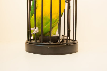 The concept of prison. Deprivation of liberty. Restriction of space. Bird in a cage. On a white...