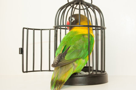 A bird and a cage. The door is open. The escape. Photo for your design