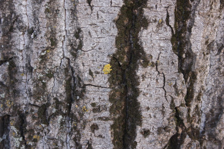 Bark, the skin of a tree. Dry grunge texture. Photo for your design
