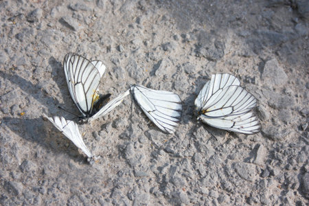The concept of nature and city is a deadly combination. Butterflies on the asphalt. Photo for your design.の写真素材