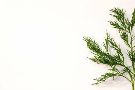 Dill green stocky on a white background. Horizontal orientation of the sheet. Photo for your design.の写真素材
