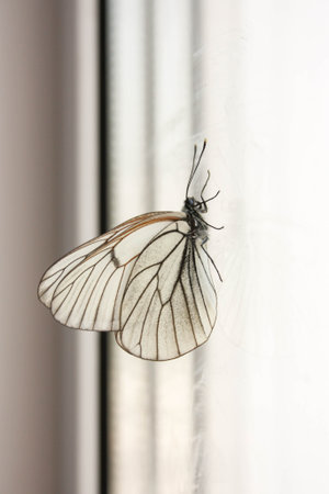 Concept of climbing business. A butterfly on the glass tries to climb up. Photo for your design.の写真素材