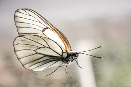 butterfly. White cabbage with black veins and mustache forward. Photo for your design.の写真素材