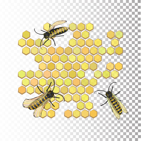 Bees three on honeycombs. On an isolated background. Vector illustration for your design.のイラスト素材