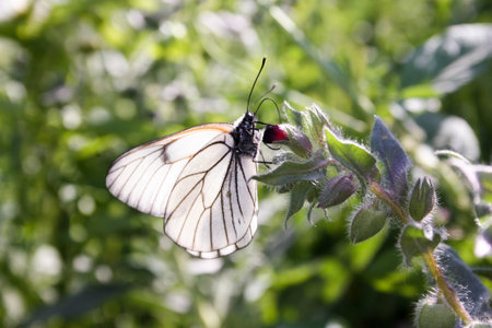 The butterfly is white with transparent wiry wings, is held with paws for a flower. Photo for your designの写真素材
