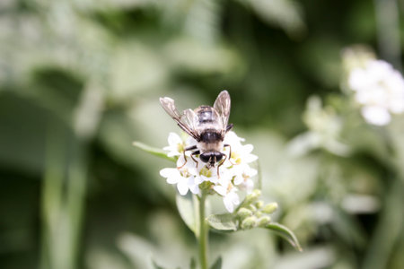 Bumble bee with a wounded wing on a white flower. Photo for your design.の写真素材