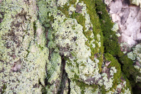 Tree with moss green. Horizontal orientation. Photo for your design.の写真素材