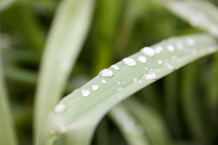 Drops of rain on the current grass. Horizontal orientation. Photo for your design.