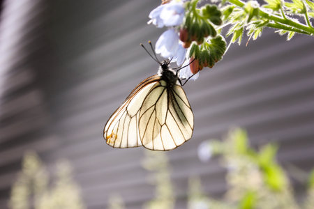 White butterfly with wiry wings, on a blue bell flower. Depends down the head. Nature summer. Photo for your design.の写真素材