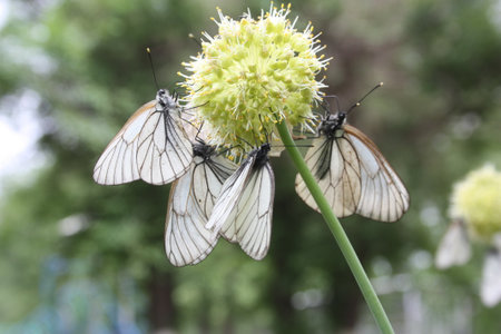 Butterflies are white on a globular light flower. Photo for your design.の写真素材