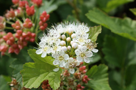 White flowers. Spring flowering. Photo for your designの写真素材