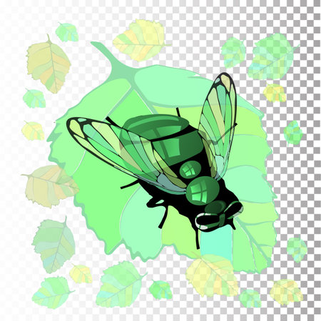 A fly on a birch leaf. On an isolated background. An illustration for your design.のイラスト素材