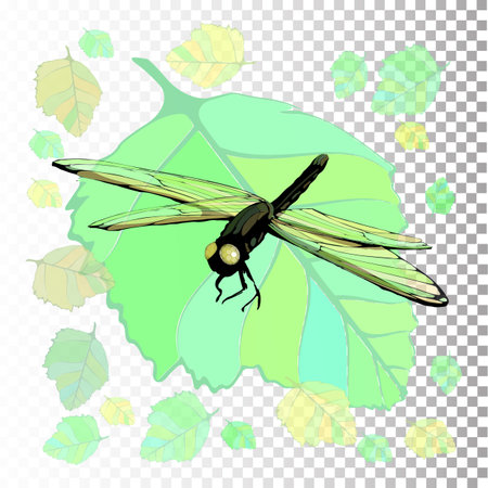 dragonfly. Symbol of summer. Illustration on isolated background. Vector for your design. Decoration for invitations, frames, sites .のイラスト素材