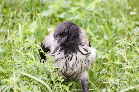 Crow in the grass breakfast on nature. Photo for your designの写真素材