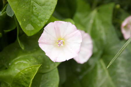 Loach flower. Two open buds. Photo for your designの写真素材