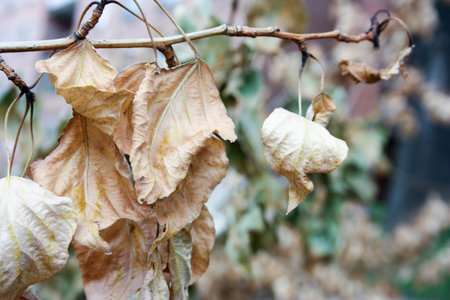 Autumn concept. Autumn leaves yellow dry. Hang down on a dry branch. Natural background. Photo for your design. Horizontal orientationの写真素材