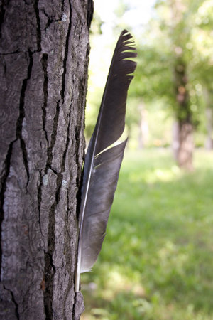 Bird feather and tree bark. Natural background. Photo for your design. Vertical orientationの写真素材