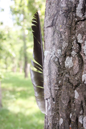 The bird's feather in the bark of the tree is stuck. Natural background. Photo for your design. Vertical orientationの写真素材