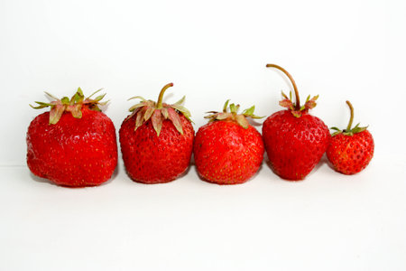 The concept of the type of female figures. Five different victories of red berries on white background. Photo for your design.の写真素材