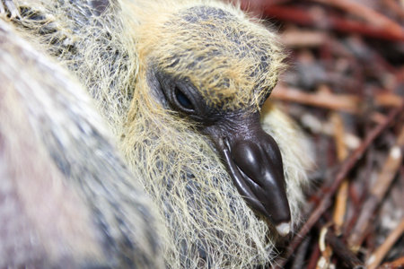 The young pigeon in the nest of the branches. one. With plumage and yellow fluff. With a dark beak....