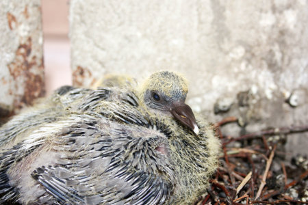 Dove small in the nest. With a white tip of the beak. Photo for your design.の写真素材